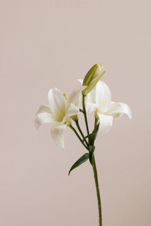 Mystic Garden: Exotic Floral Treasure Trove